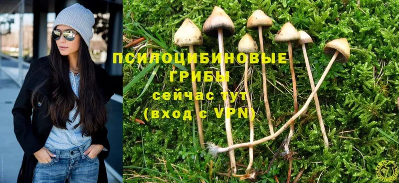 Псилоцибиновые грибы Psilocybe  Николаевск 